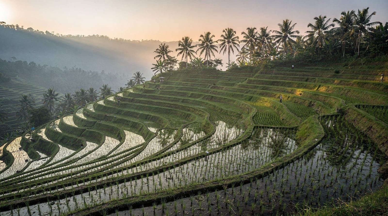 Rice terraces