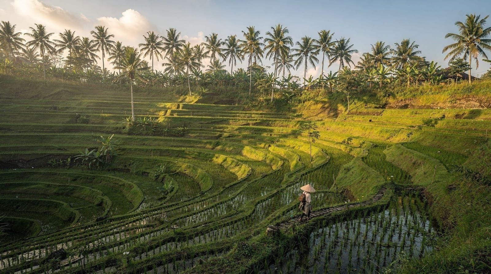 Tegalalang Rice Terraces: What to Expect