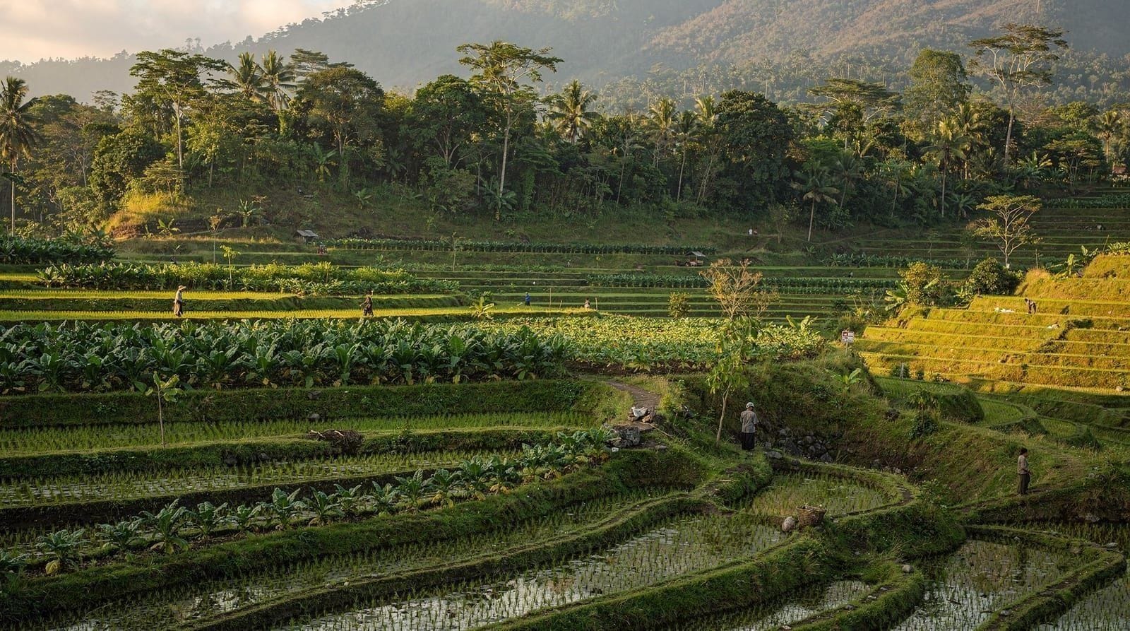 Tetebatu