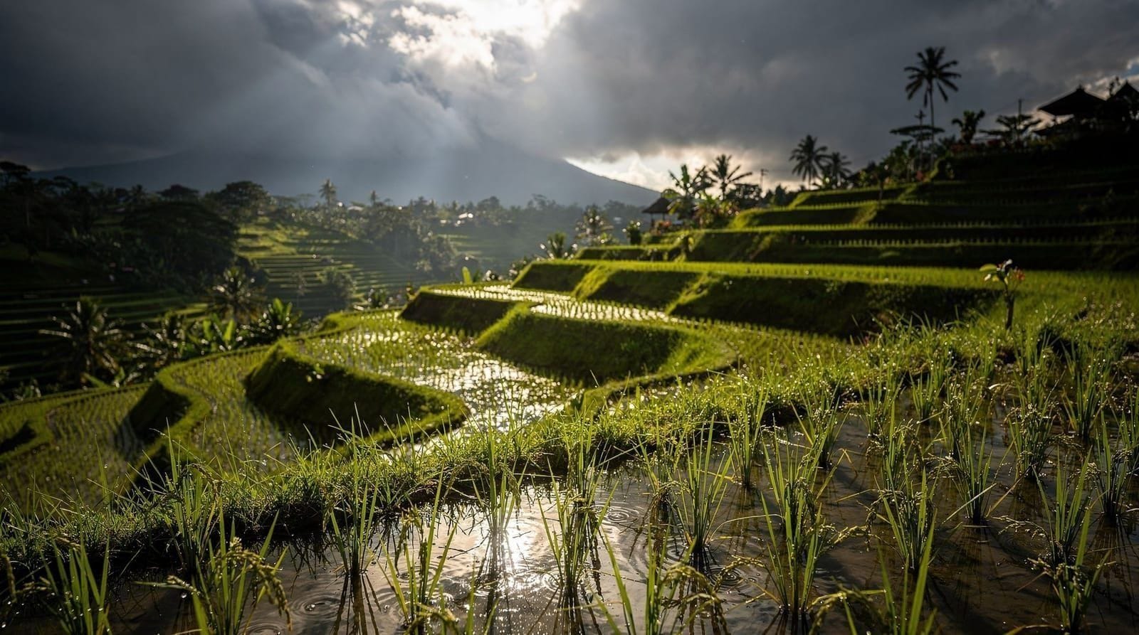 Bali in Shoulder Season: The Case for April, May, June, September