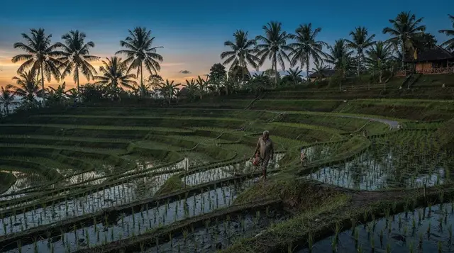 Campuhan Ridge Walk: Ubud's Free Morning Walk, Explained