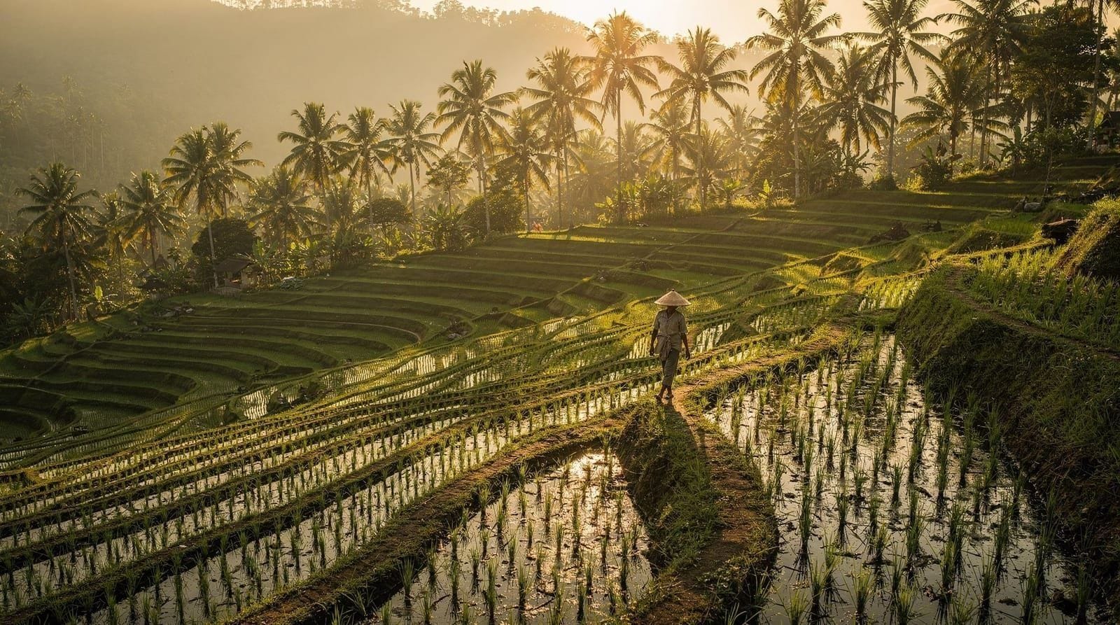 Is the Bali Swing Worth It? An Honest Answer