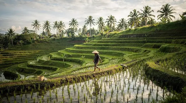 Jatiluwih Rice Terraces: Bali's UNESCO Landscape, Explained