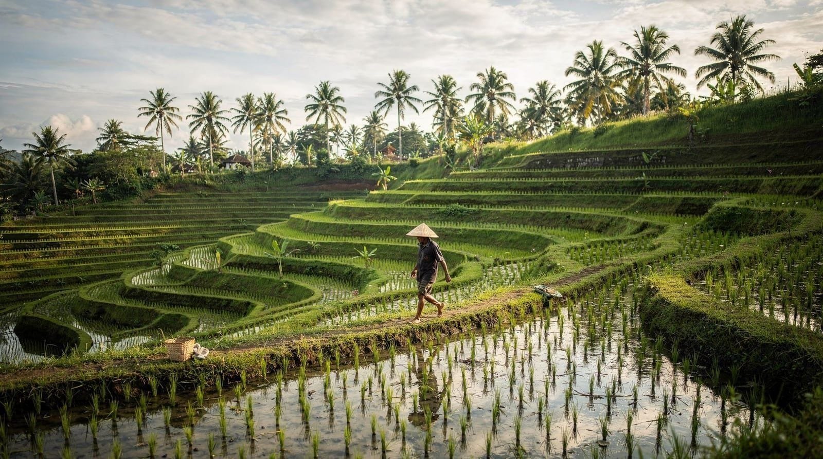 Jatiluwih Rice Terraces: Bali's UNESCO Landscape, Explained
