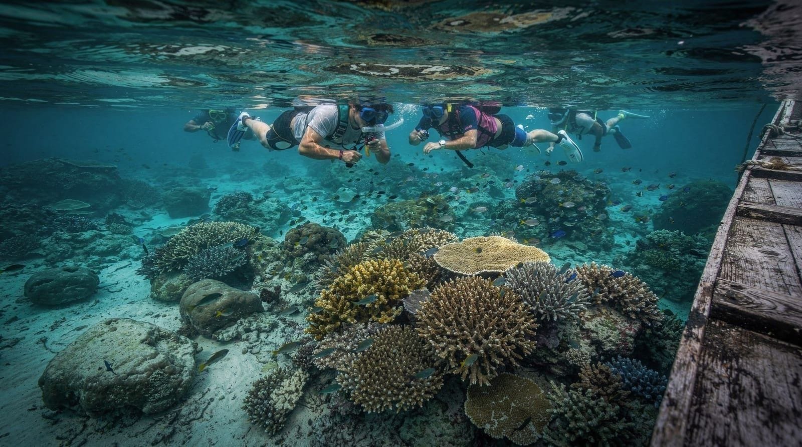 Komodo Liveaboard and Diving Guide: What to Actually Book