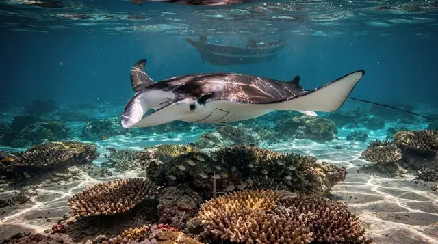 Manta Point, Nusa Penida: Snorkelling and Diving Guide