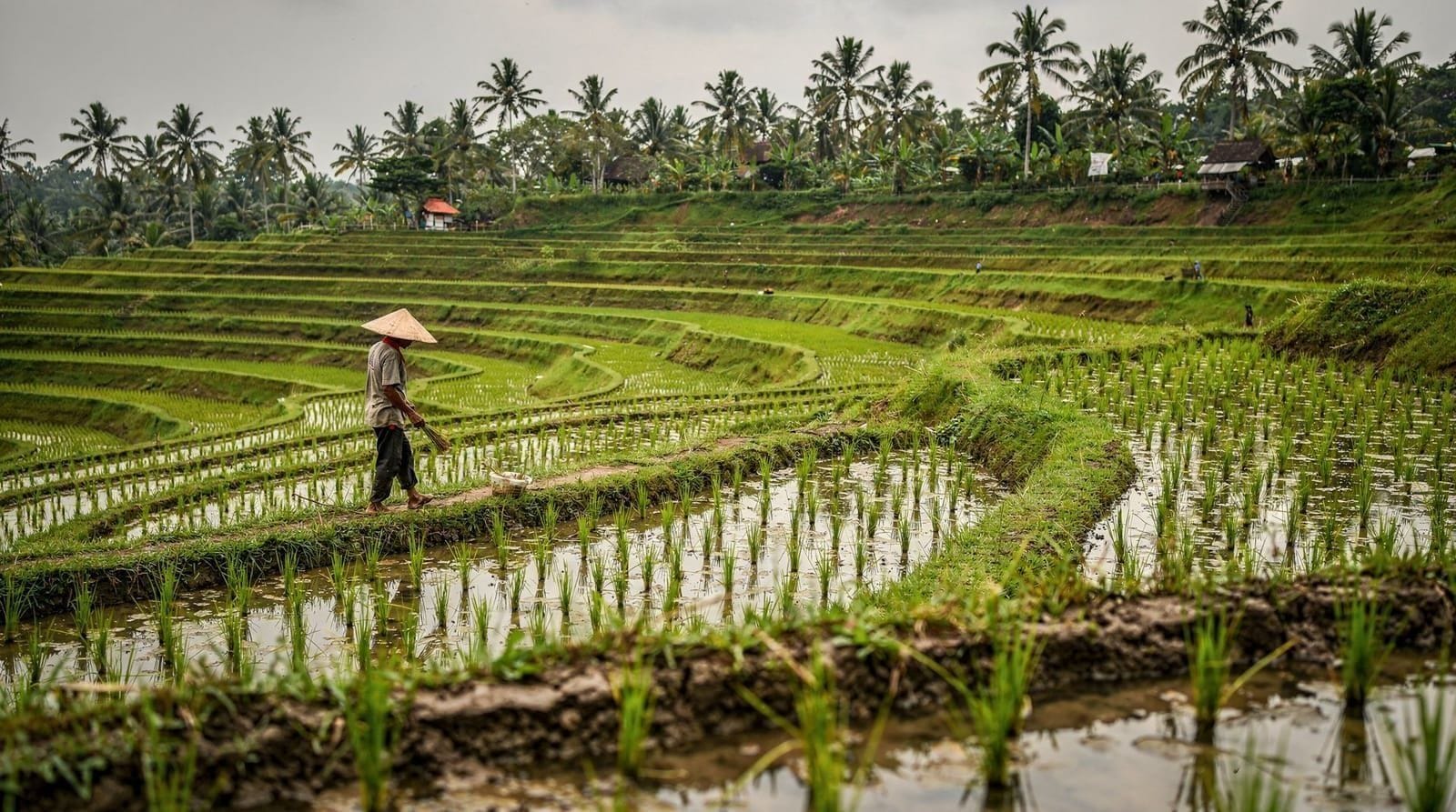 Subak: Bali's Rice Irrigation System, Explained